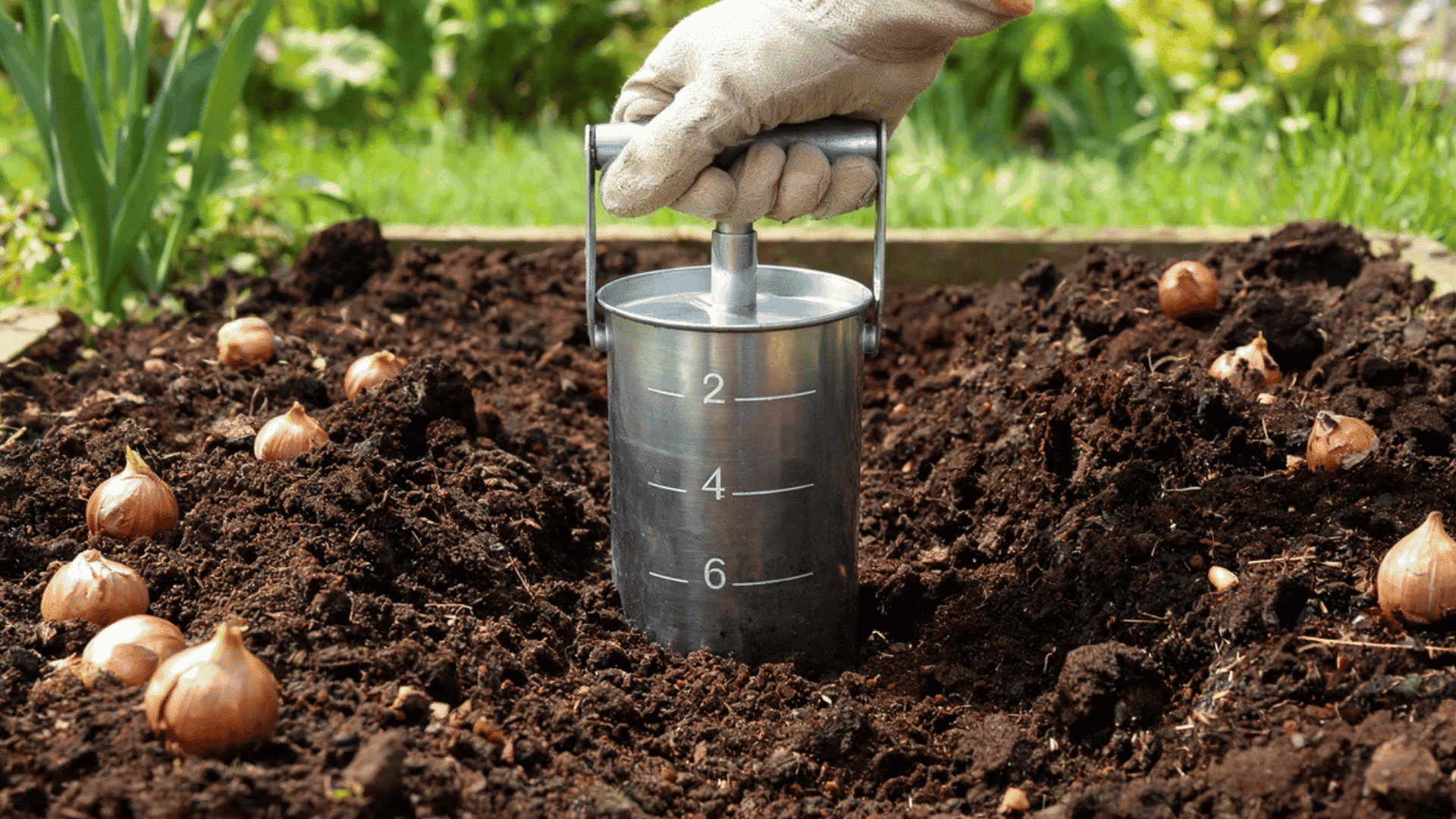 gloved hand using a bulb planter tool in garden soil with scattered flower bulbs