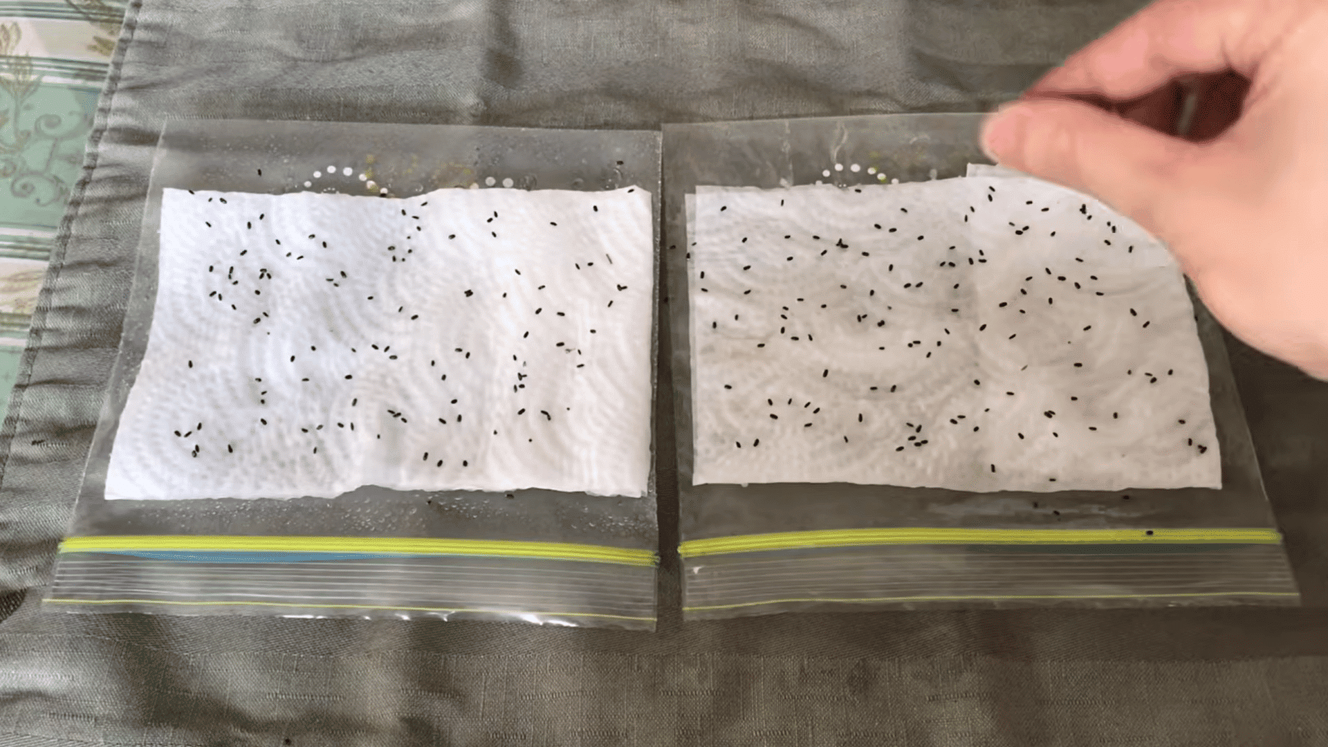 hand placing small black lavender seeds onto damp paper towels inside resealable plastic bags for germination setup
