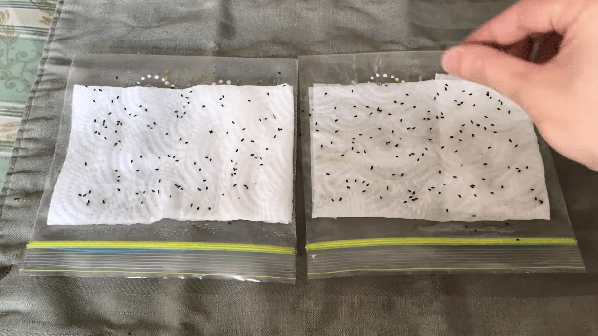 hand placing small black lavender seeds onto damp paper towels inside resealable plastic bags for germination setup