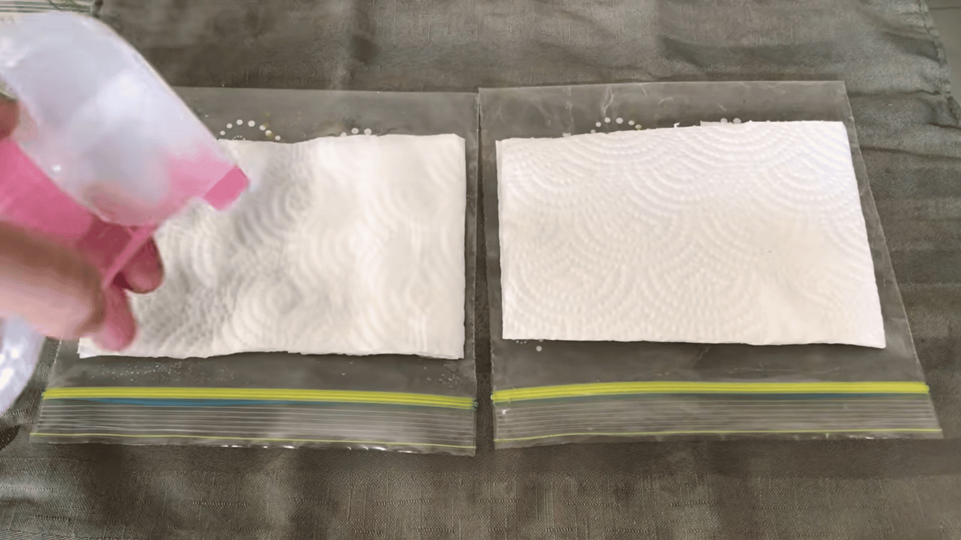 hand spraying water onto paper towels inside plastic bags for seed germination preparation