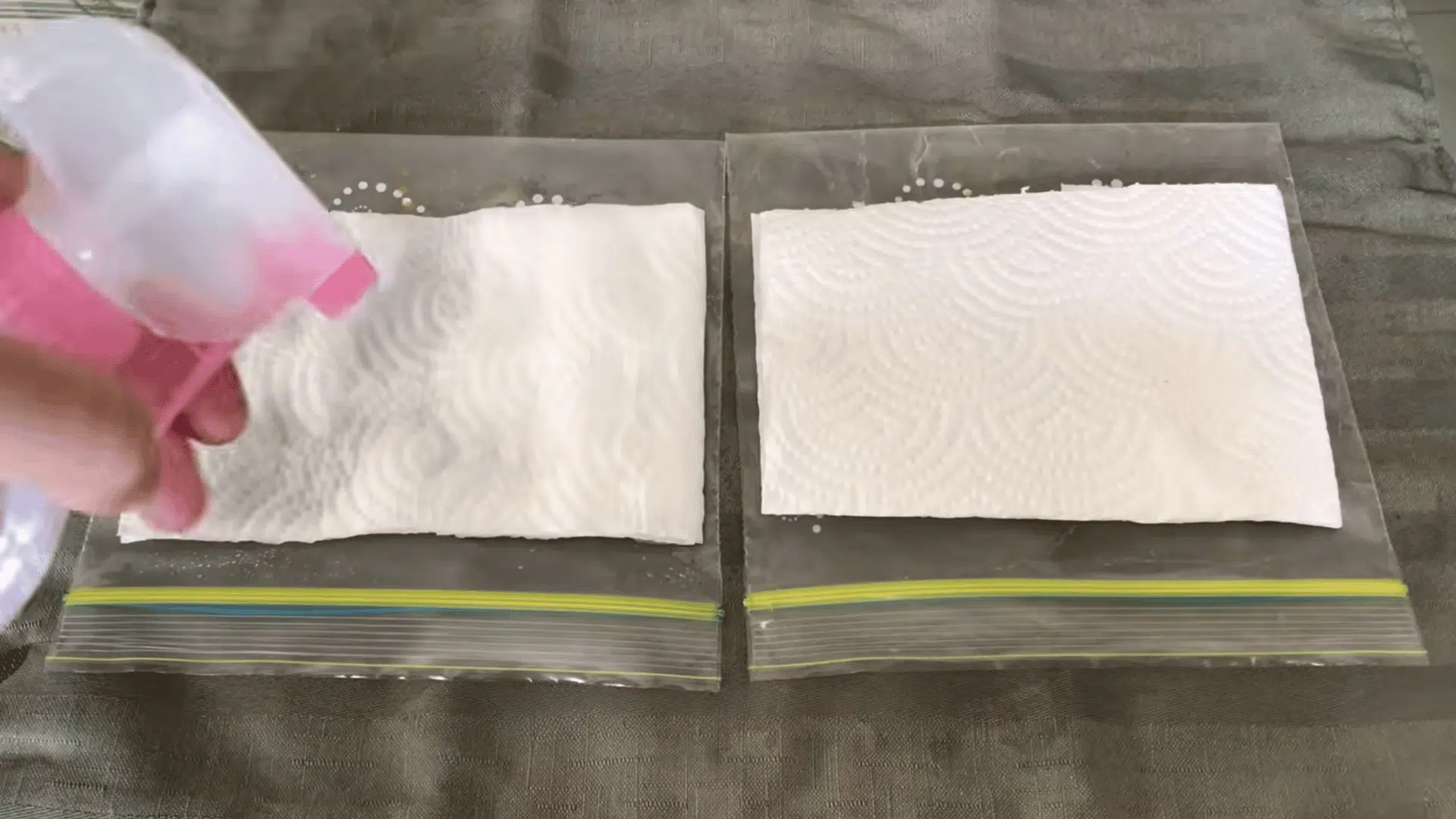 hand spraying water onto paper towels inside plastic bags for seed germination preparation