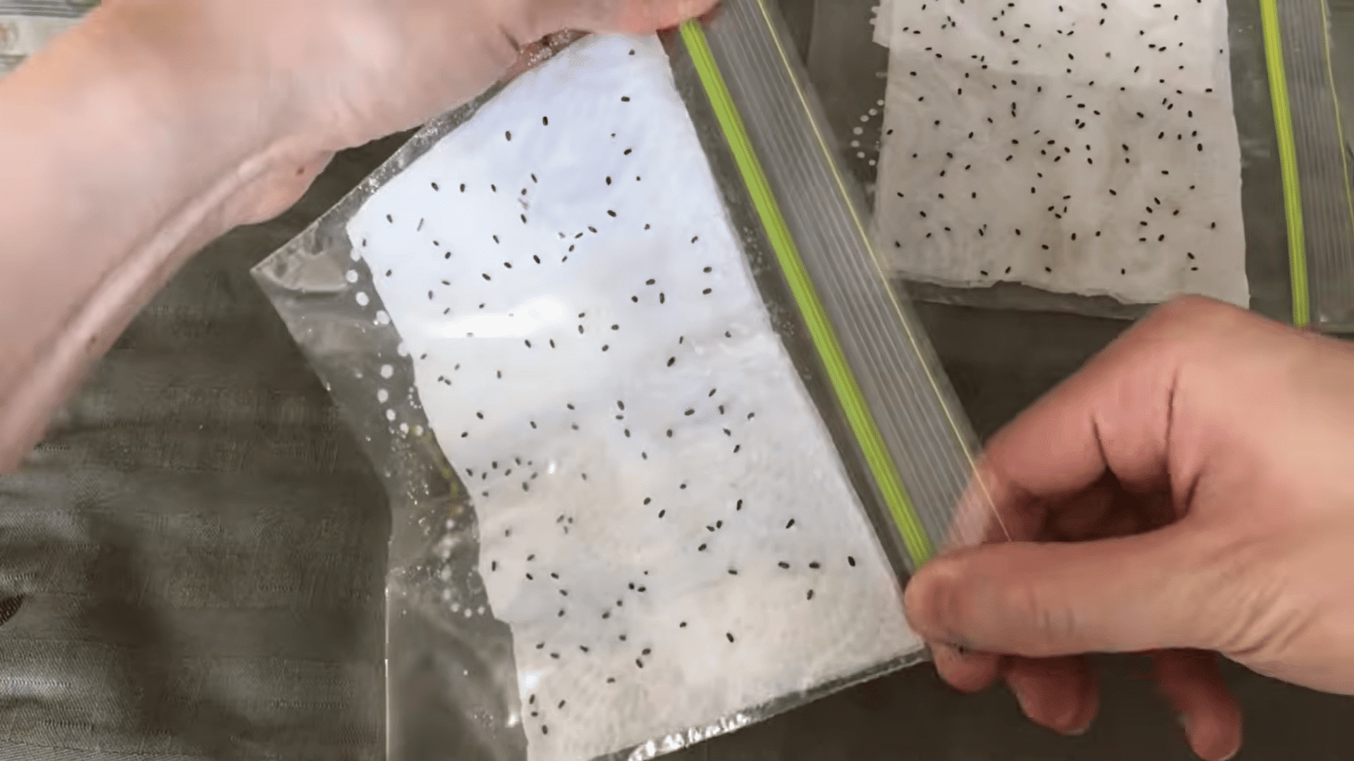 hands sealing plastic bags containing damp paper towels and scattered seeds for indoor germination process