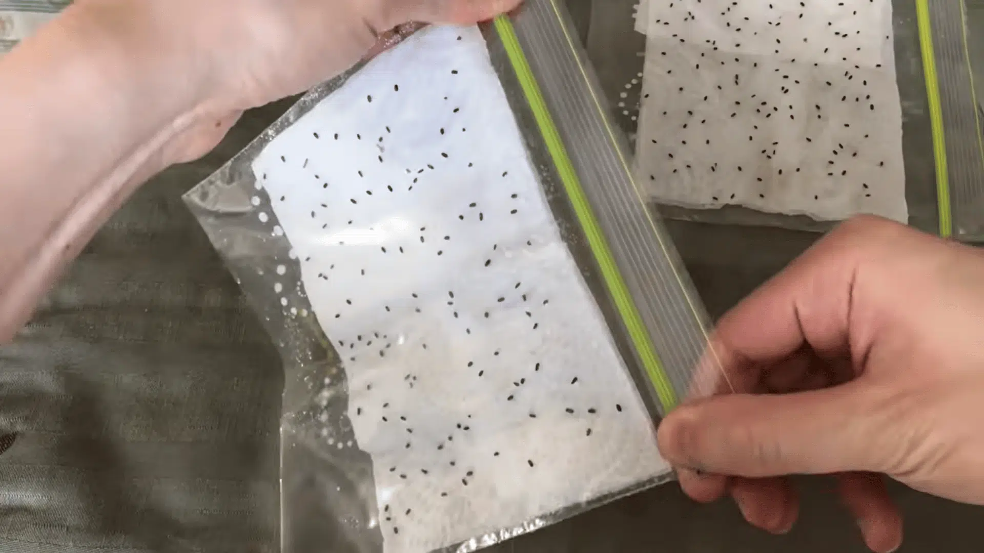 hands sealing plastic bags containing damp paper towels and scattered seeds for indoor germination process