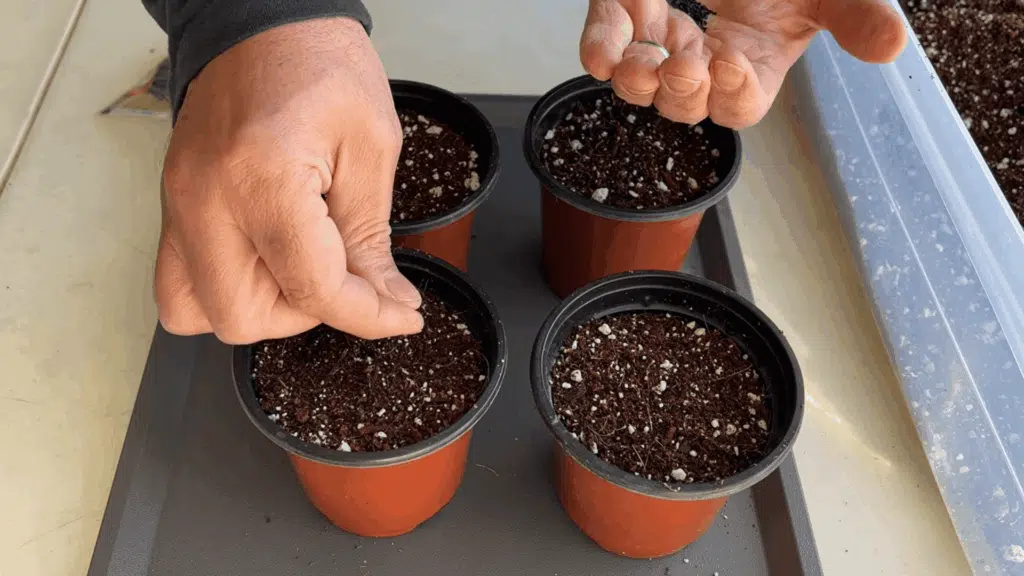 hands sprinkle seeds into small pots filled with soil on a tray beside a container of potting mix indoors