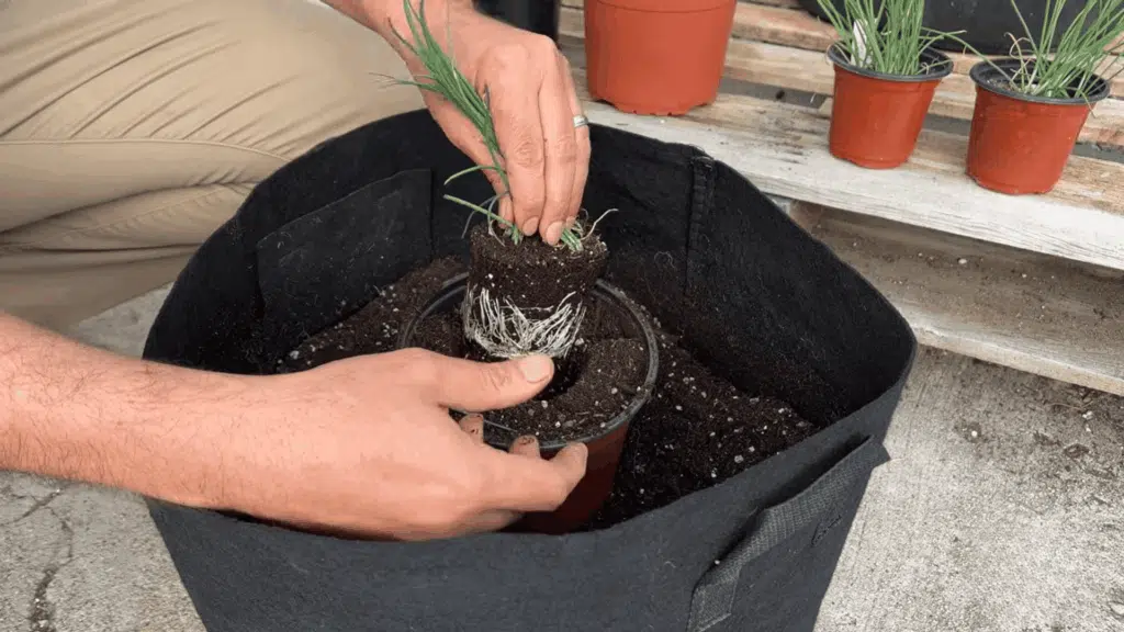 hands transplanting small herb plant into soil filled fabric grow bag beside potted seedlings outdoors