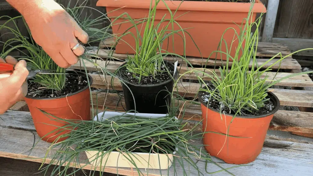 hands trim long green chive leaves with scissors from potted plants on a wooden bench in a garden