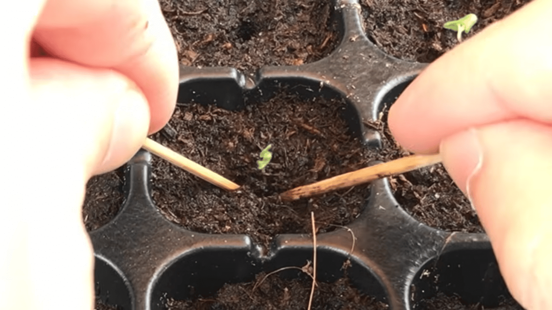 hands using wooden sticks to place a tiny germinated seedling into moist soil inside a seed tray cell