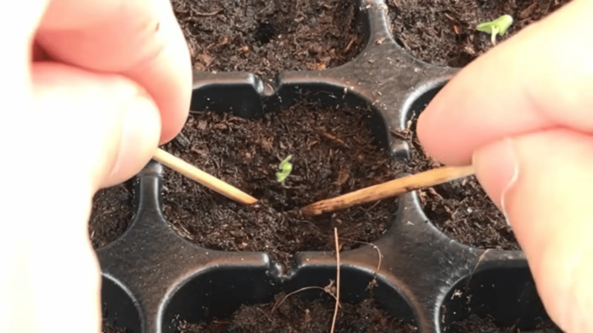 hands using wooden sticks to place a tiny germinated seedling into moist soil inside a seed tray cell