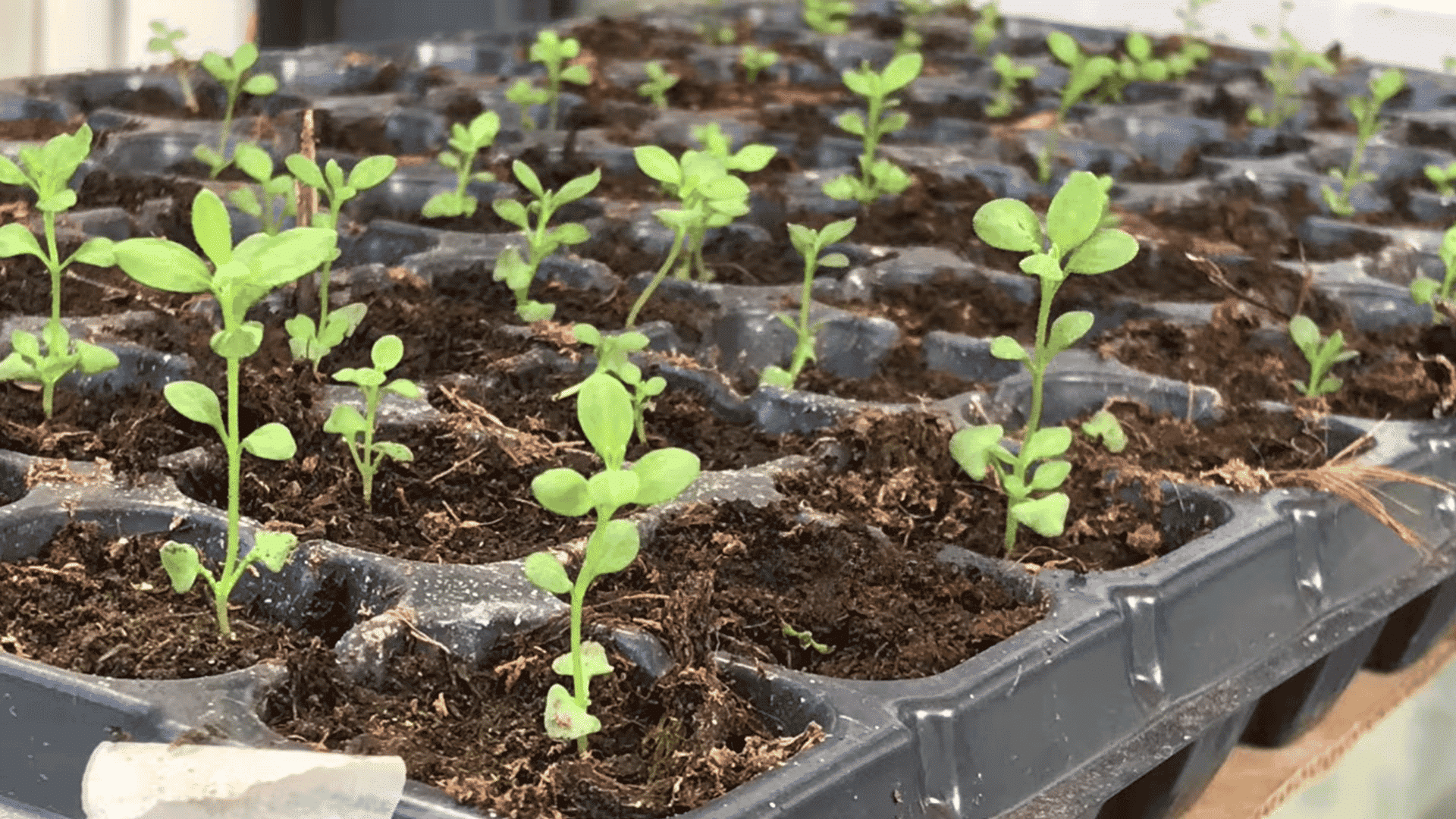 healthy green seedlings growing in a plastic seed tray filled with soil after four to six weeks of growth