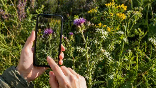 Hands holding smartphone taking photo of purple thistle flowers in sunny meadow