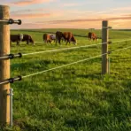 Wooden fence and grazing cattle in green pasture at sunset