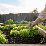 how to grow lettuce that tastes better in a sunny backyard garden