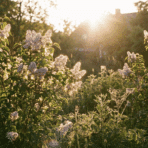light purple lilac bushes glowing in sunset light with dew covered spider webs and wild plants in a garden