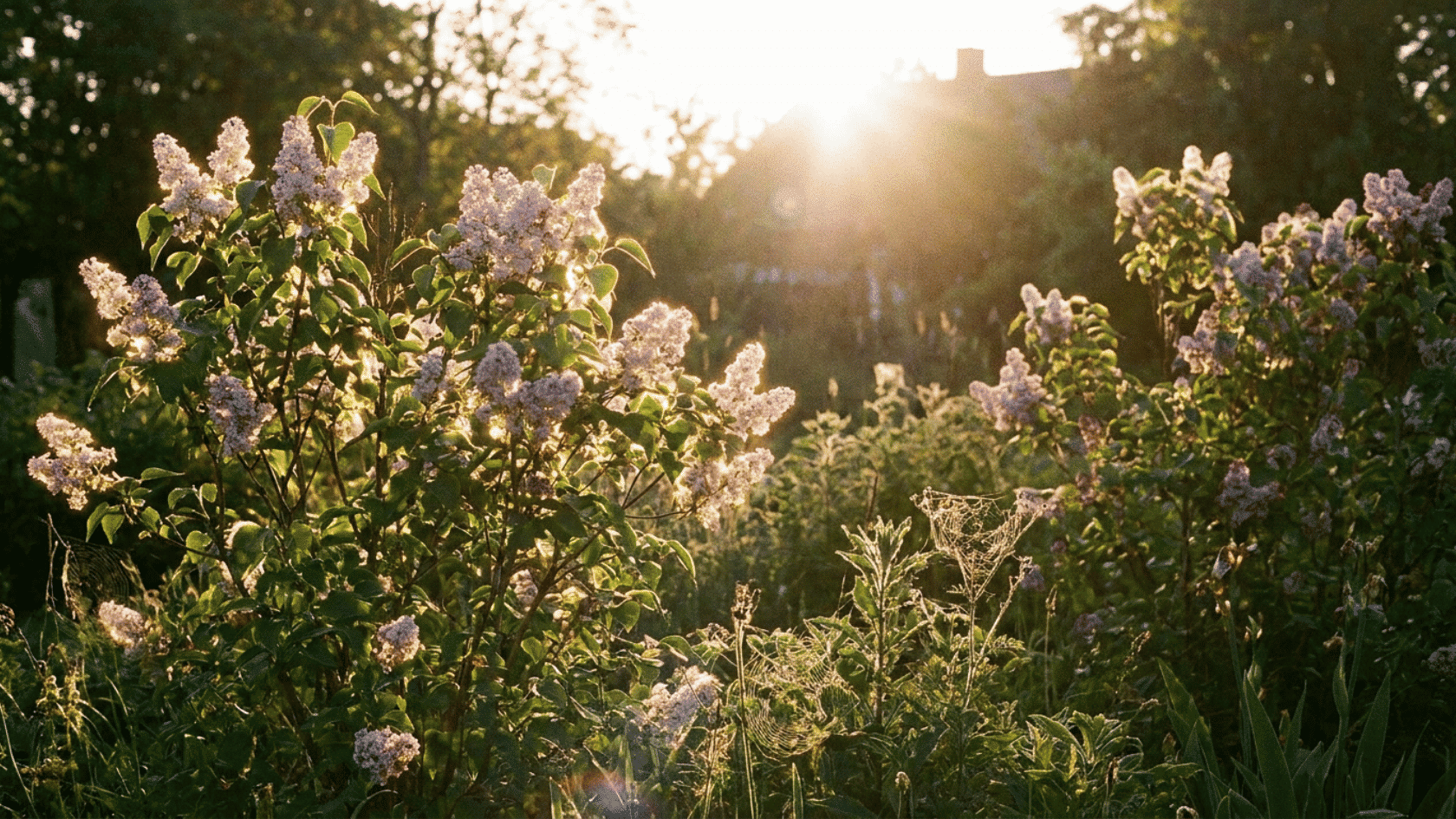 light purple lilac bushes glowing in sunset light with dew covered spider webs and wild plants in a garden