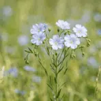 linen plant with light blue flowers growing in a green field under soft sunlight with blurred natural background