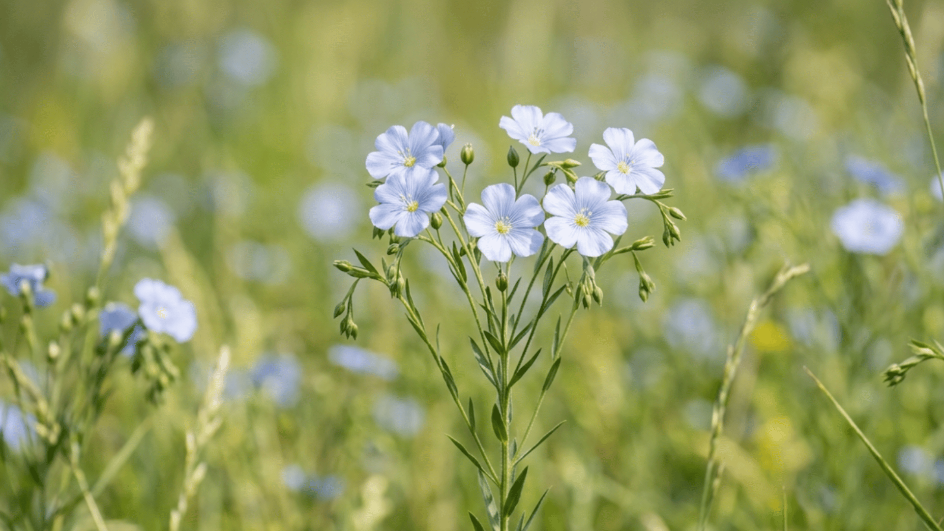 linen plant with light blue flowers growing in a green field under soft sunlight with blurred natural background