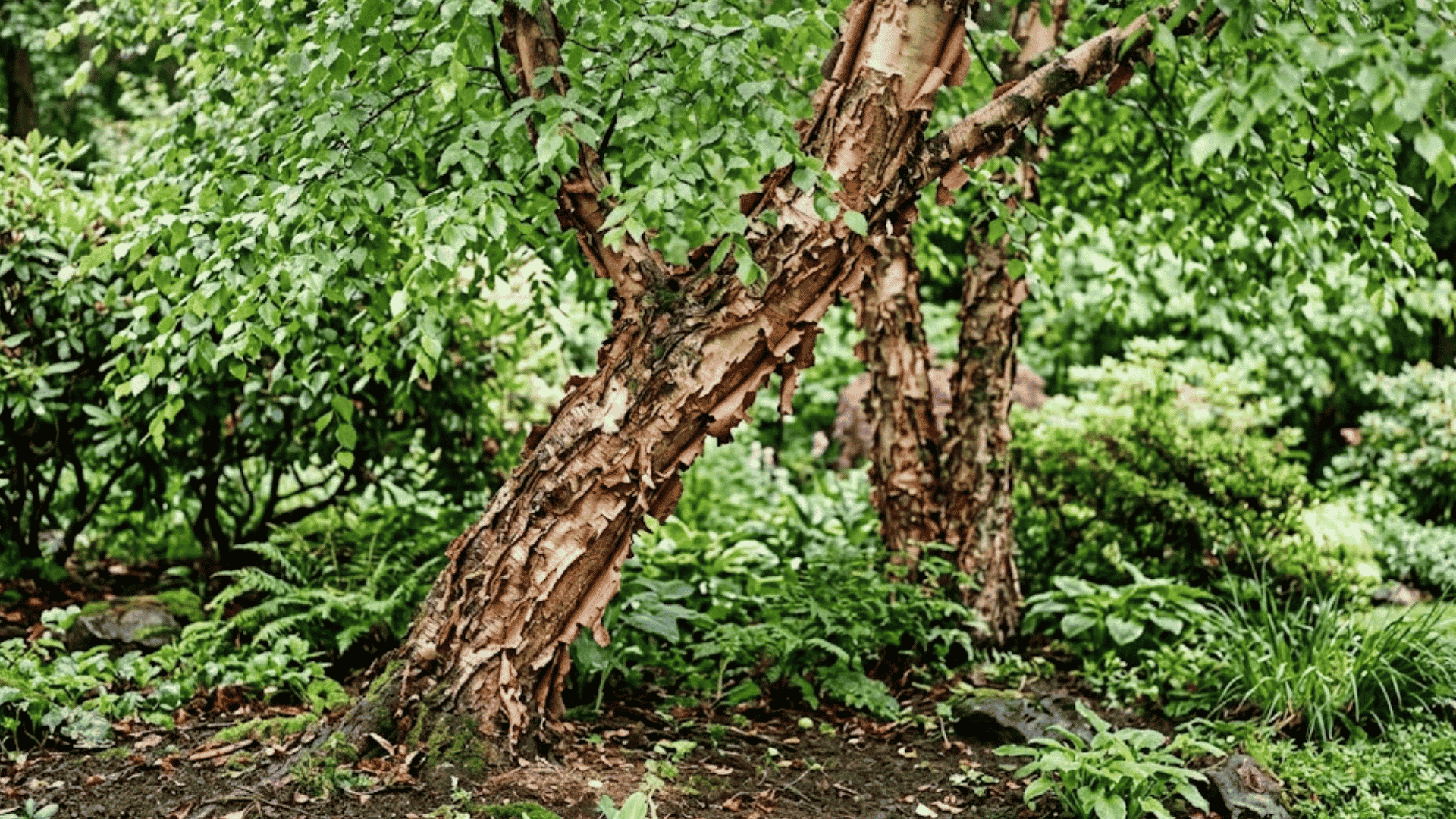 multi trunk birch tree with peeling bark growing among lush green plants in a shaded woodland garden