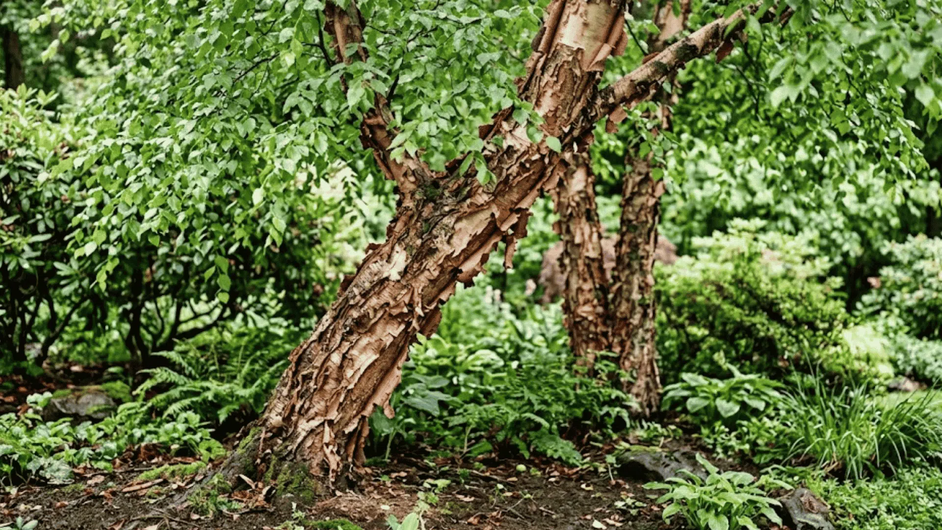 multi trunk birch tree with peeling bark growing among lush green plants in a shaded woodland garden