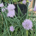 pale purple chive blossoms grow among long green stems in a garden bed with pots and wood in the background