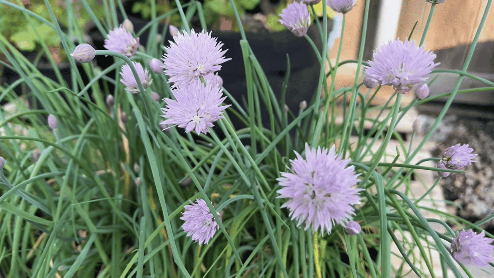 pale purple chive blossoms grow among long green stems in a garden bed with pots and wood in the background