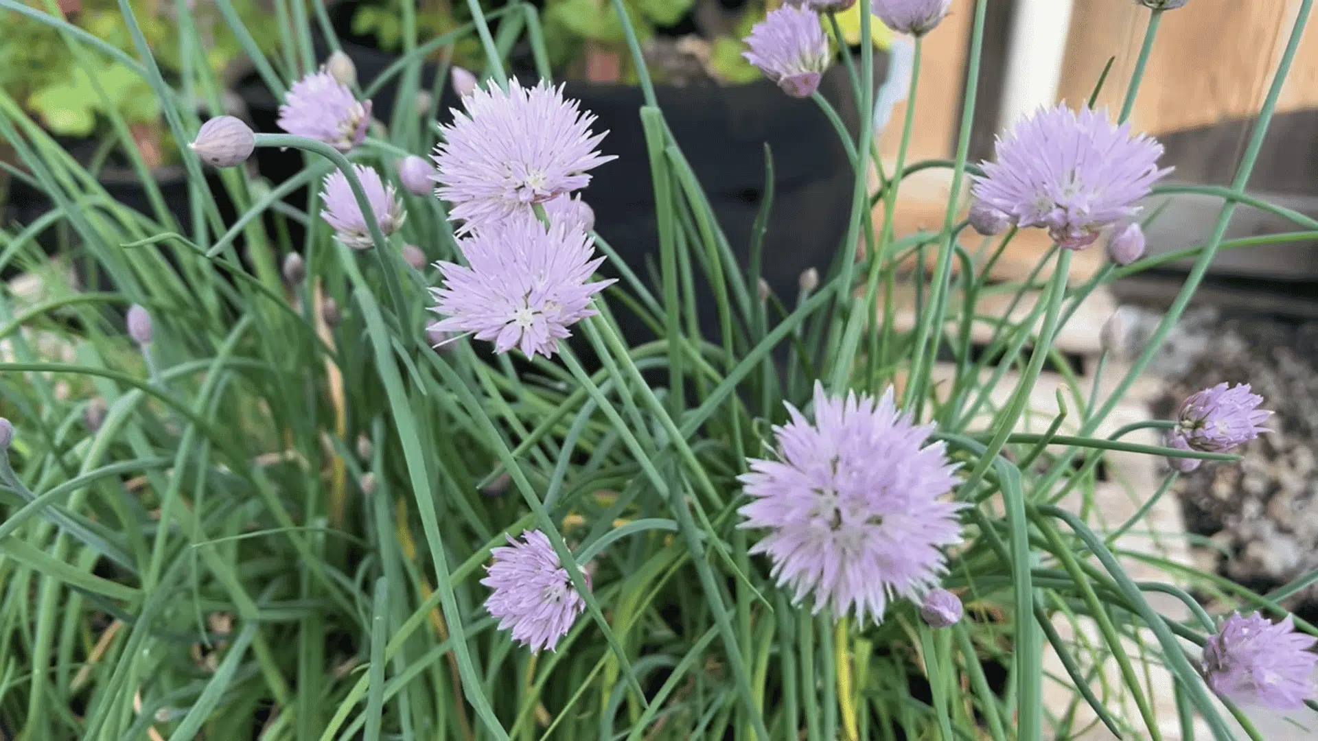 pale purple chive blossoms grow among long green stems in a garden bed with pots and wood in the background
