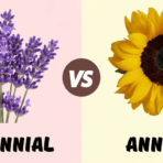 perennial lavender vs annual sunflower comparison with simple split background and bold labels