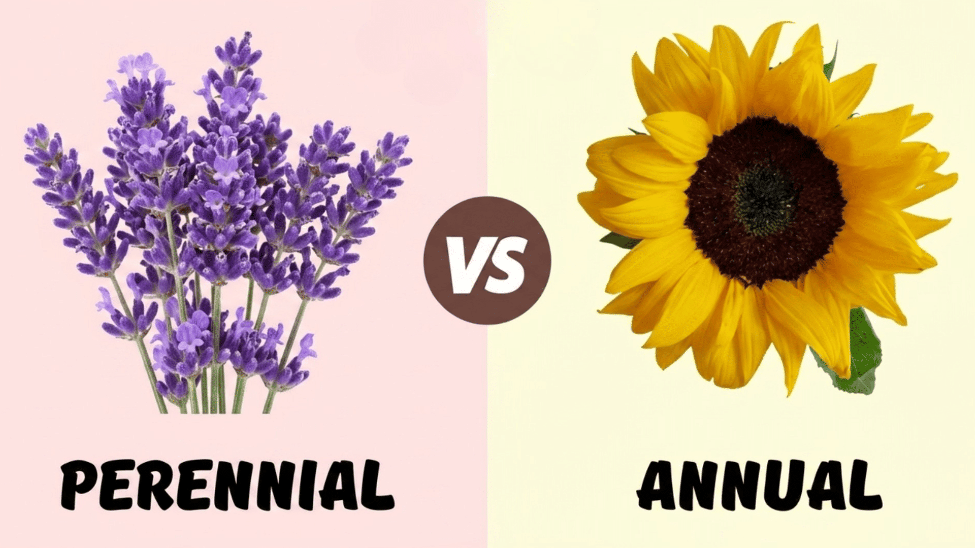 perennial lavender vs annual sunflower comparison with simple split background and bold labels