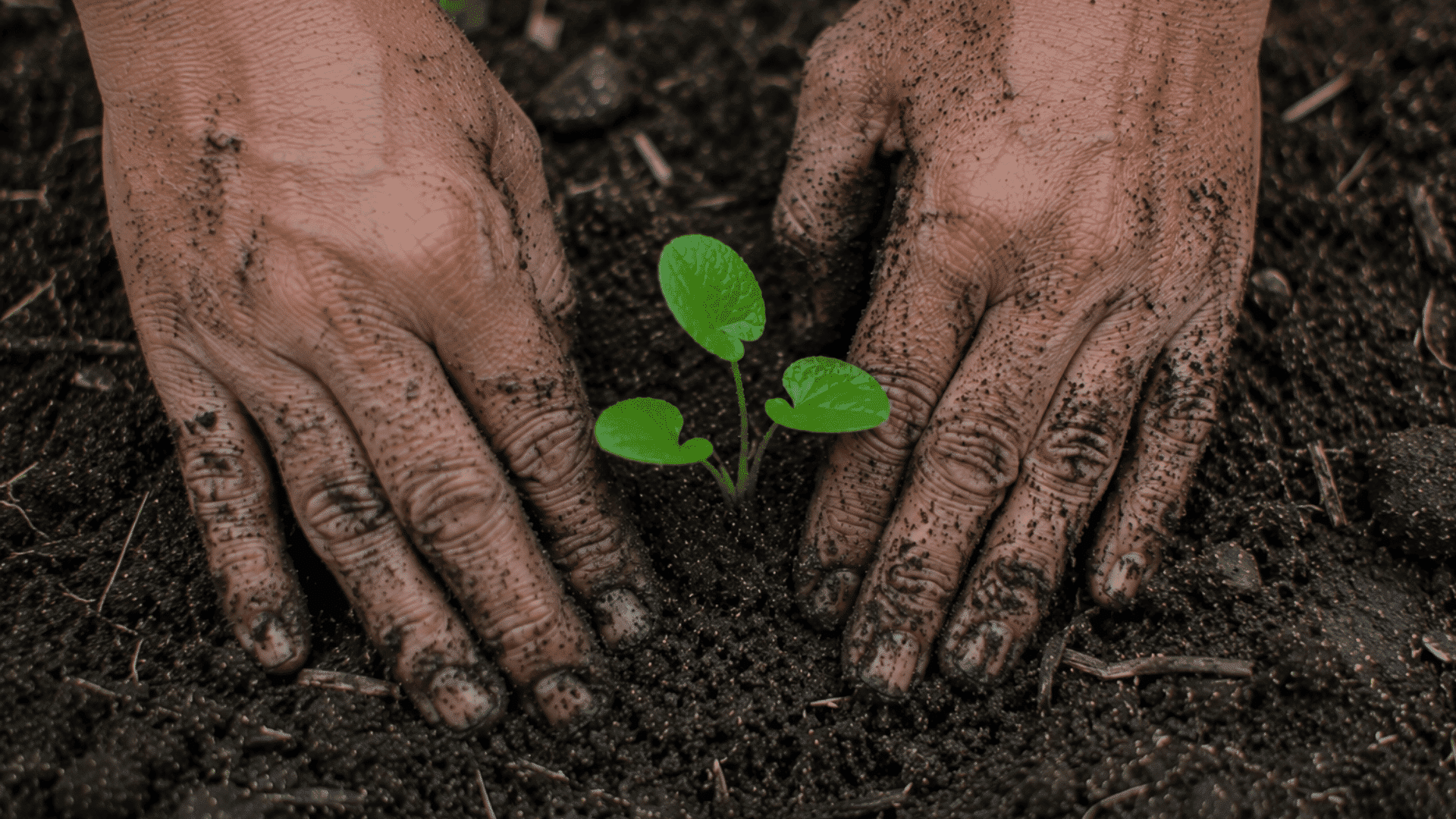 person covering a newly planted green seedling with dark soil using both hands in a garden bed outdoors