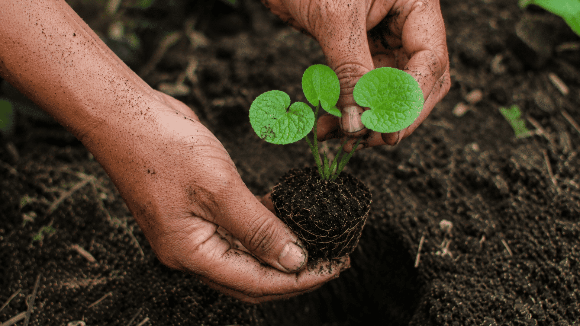 person holding a small seedling with exposed roots above a hole in dark soil while planting in a garden