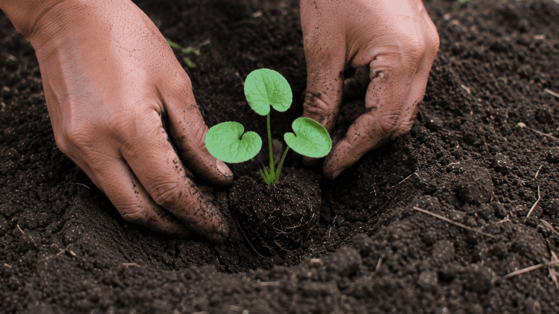 person placing a young green seedling into a hole in dark soil while planting in a garden bed outdoors