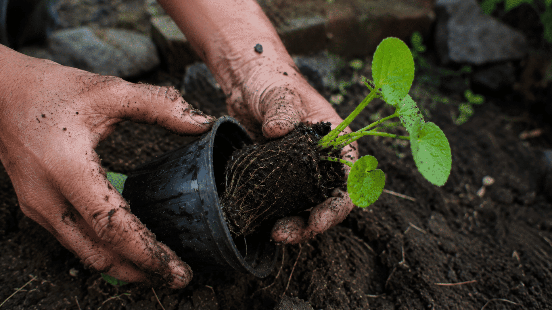 person removing a young green plant from a plastic pot to transplant it into fresh garden soil outdoors