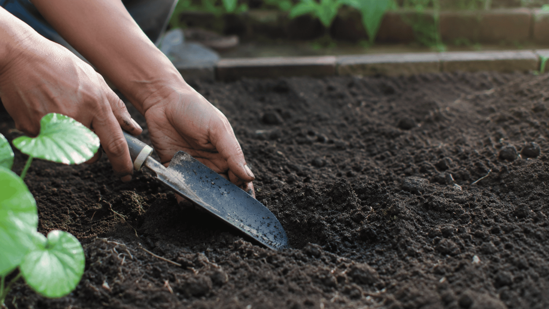 person using a small garden trowel to dig soil in a garden bed beside young green plants outdoors