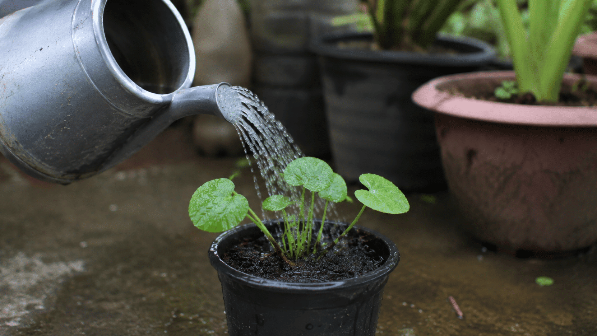 person watering a small green potted plant with a metal watering can in an outdoor garden area