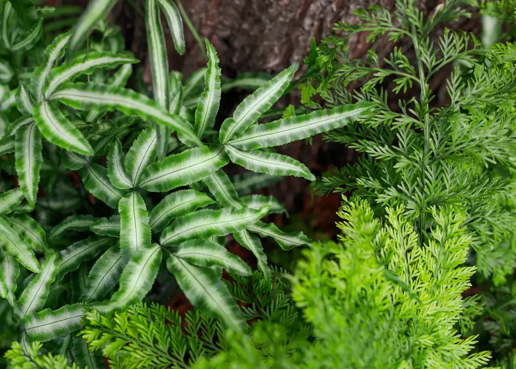 Lush green ferns with textured leaves under natural daylight in an outdoor garden setting