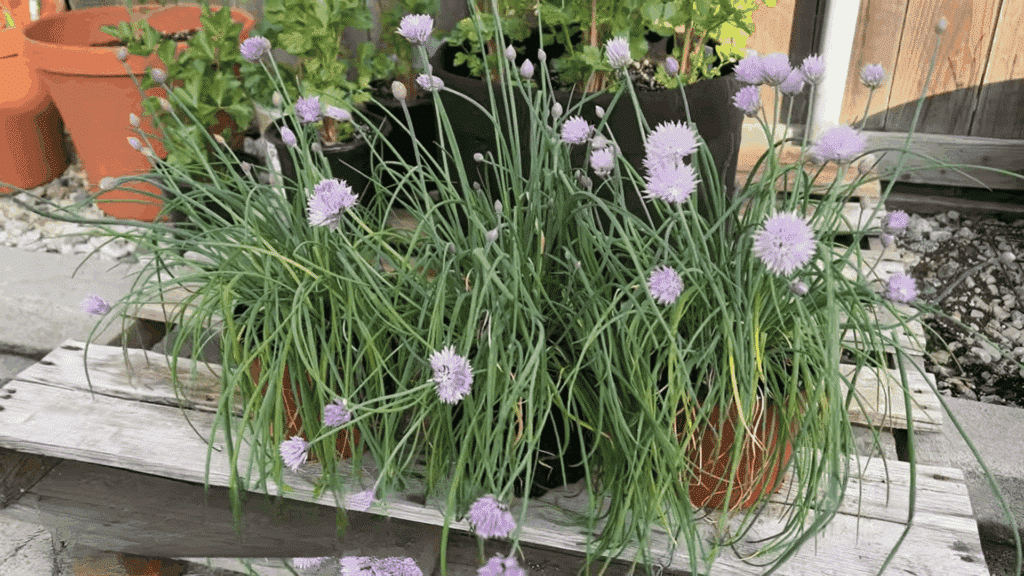 potted chive plants with purple blossoms and long green leaves sit on a wooden bench in a sunny garden
