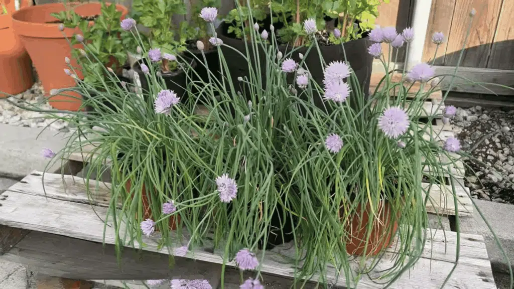potted chive plants with purple blossoms and long green leaves sit on a wooden bench in a sunny garden