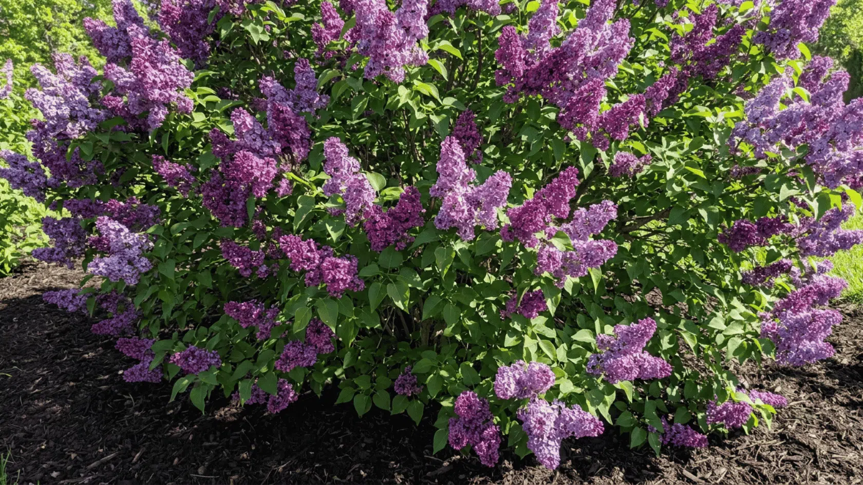 purple lilac flowers blooming on a large leafy bush in a sunny garden with dark mulch and green trees nearby