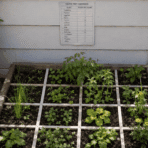 raised garden bed with small vegetable plants growing in square sections beside a wooden deck and wall chart