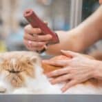 Pet Hair