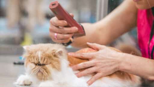 Pet Hair