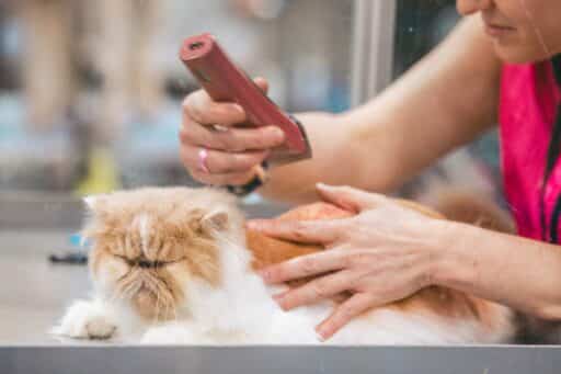 Pet Hair