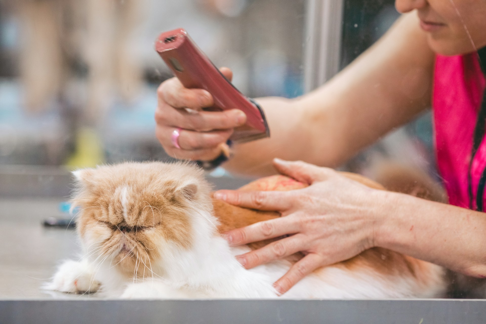 Pet Hair