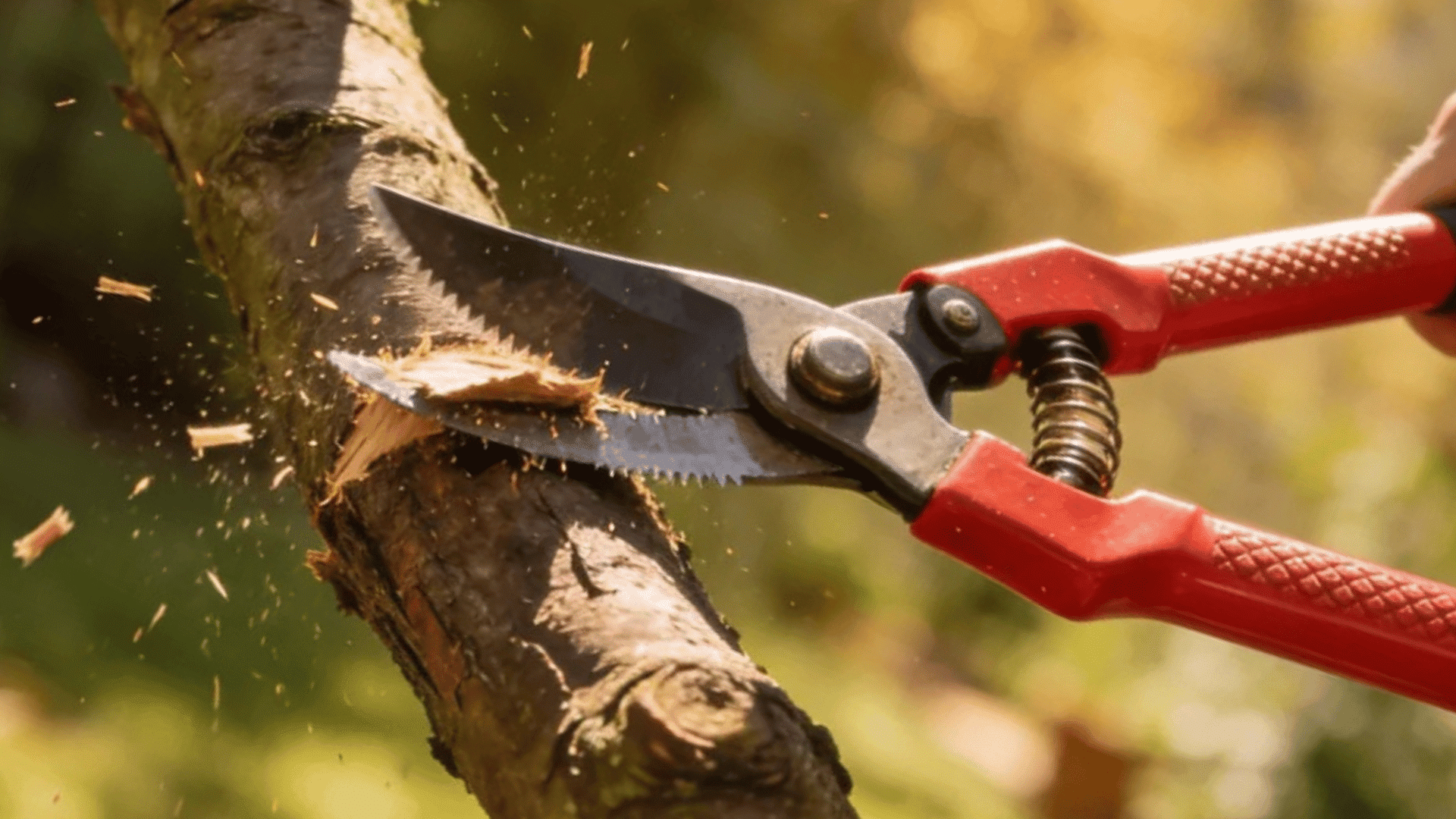 red loppers cutting through a thick tree branch in an outdoor garden