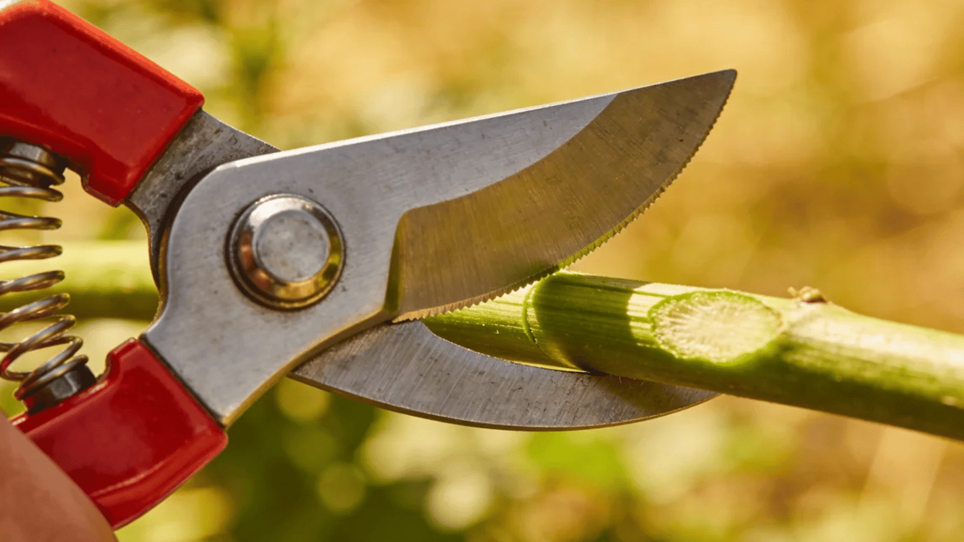 red pruning shears cutting a green plant stem in a sunny outdoor garden