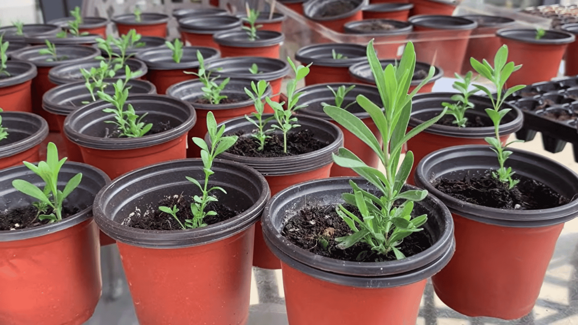 rows of healthy green lavender seedlings growing in small plastic pots filled with dark soil inside a greenhouse setting
