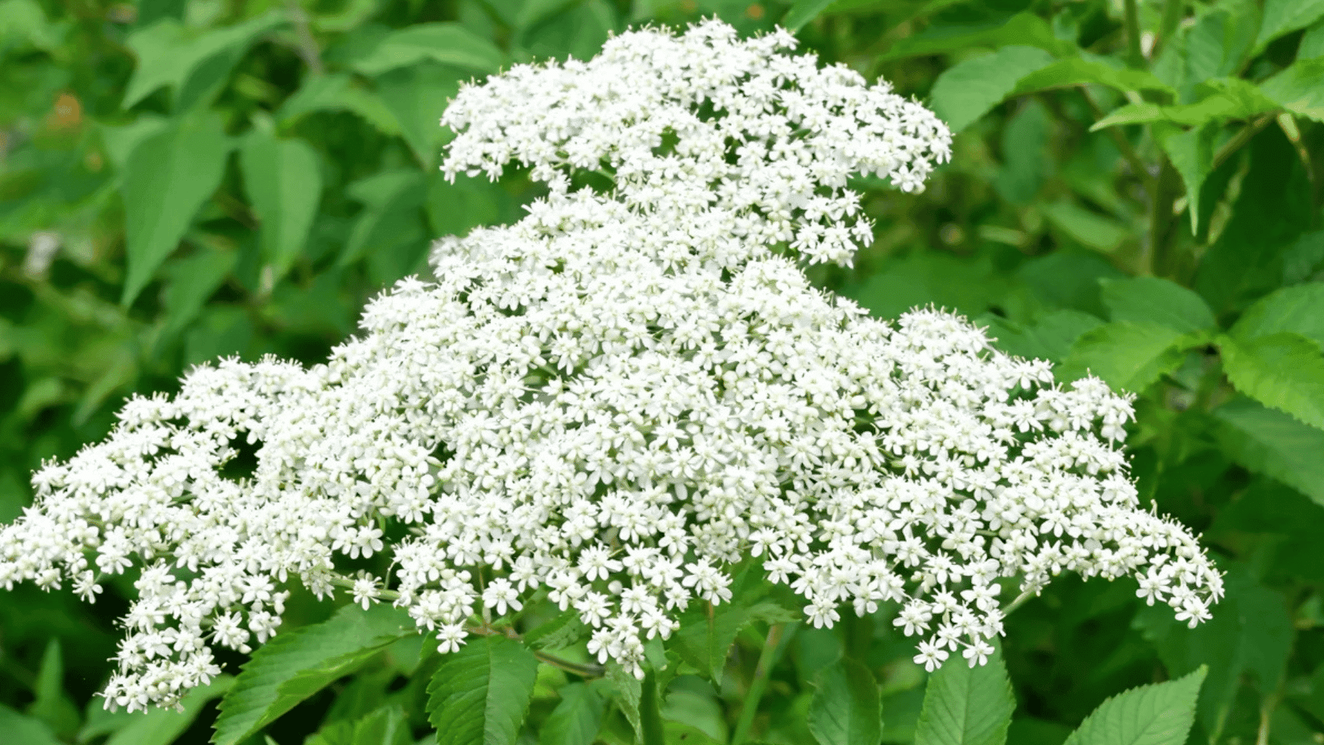 sambucus canadensis growing guide showing clusters of white elderflowers on green stems
