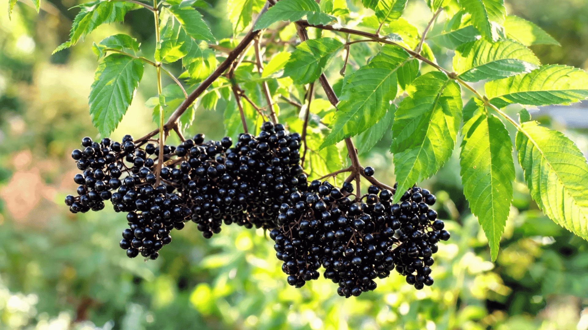sambucus canadensis growing guide with ripe black elderberries hanging on branches