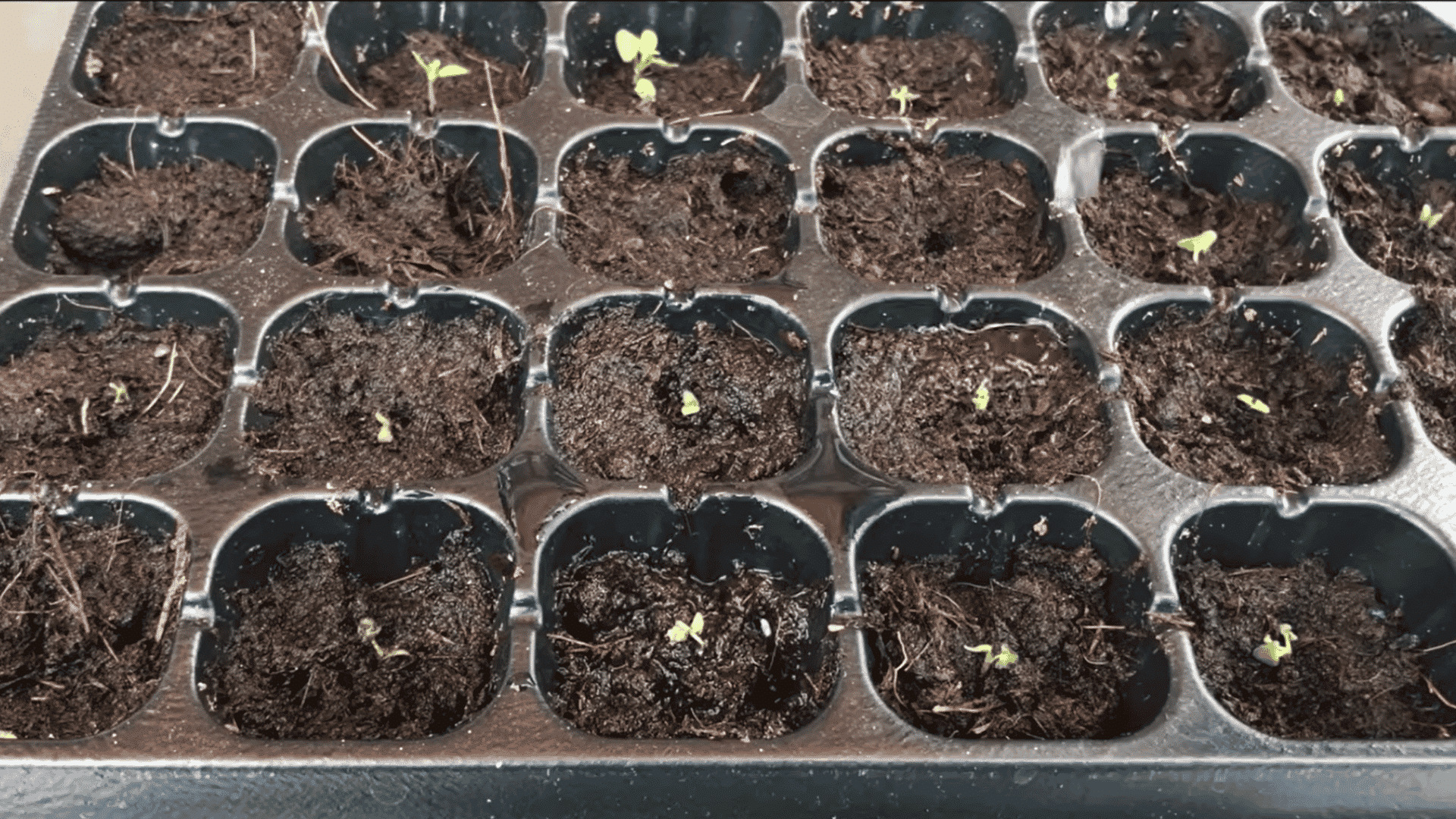 seedling tray filled with moist soil and tiny green sprouts growing in separate planting cells under bright light