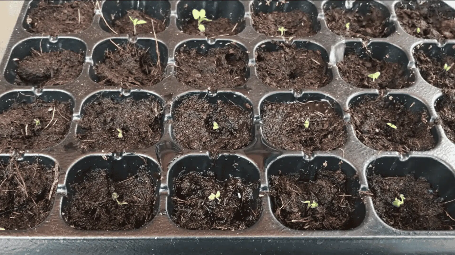 seedling tray filled with moist soil and tiny green sprouts growing in separate planting cells under bright light