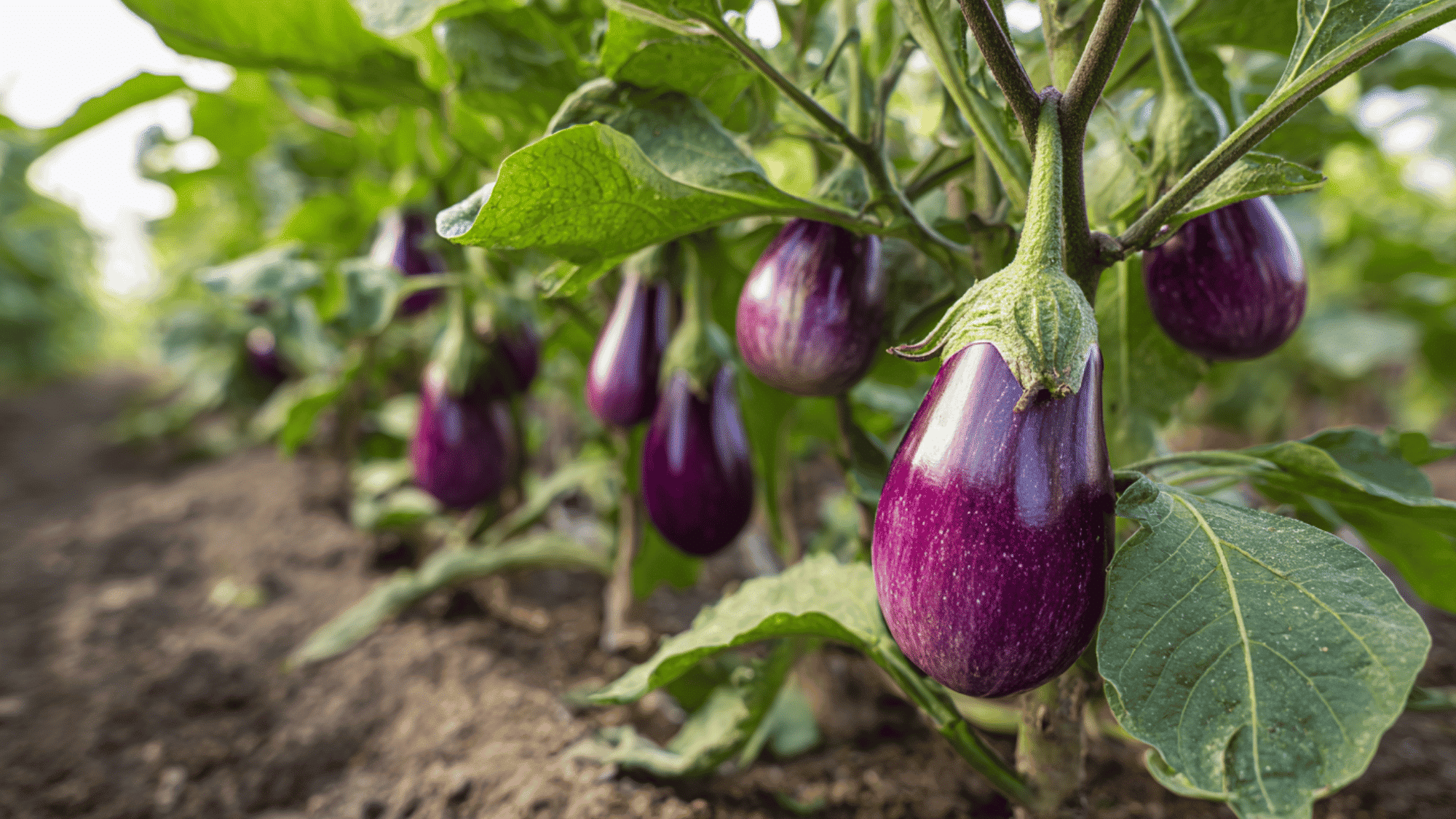 shiny purple eggplants growing on plant in sunny garden with healthy green foliage